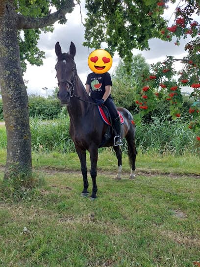 Stoeterij Willemshof foto 3