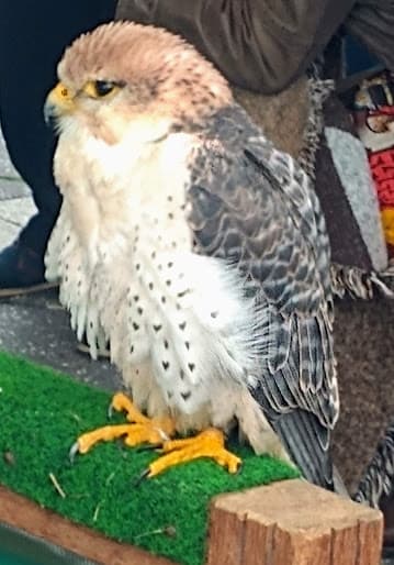 Henitech B.V. foto 1