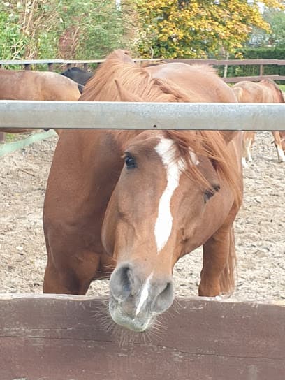 Stoeterij Willemshof foto 1