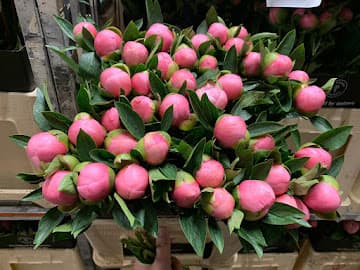 Aviaflora B.V. foto 1