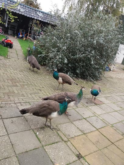 Henny van den Berg V.O.F. foto 1